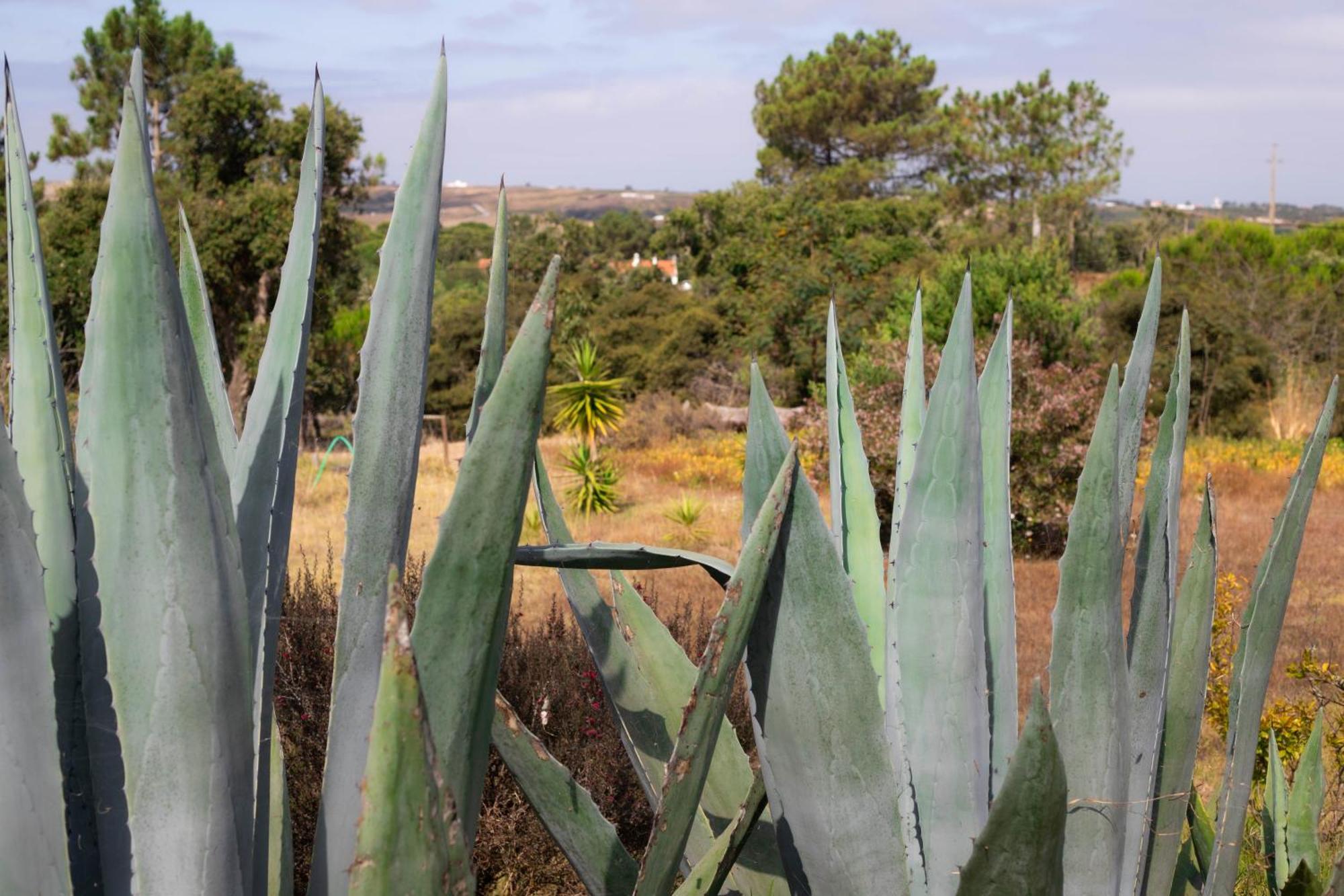 Monte Da Urze Aljezur - Agroturismo Экстерьер фото